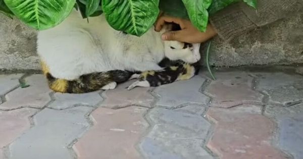 The cat mom brings her kittens to the rescuers