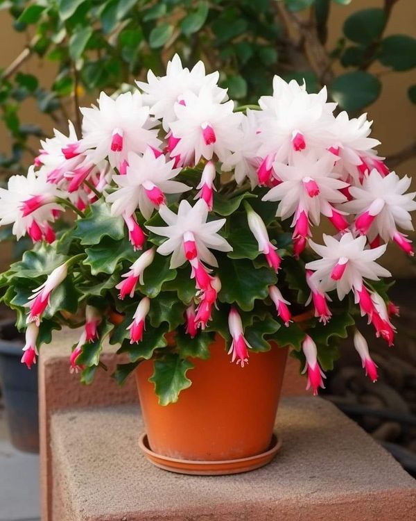How and When to Prune a Christmas Cactus