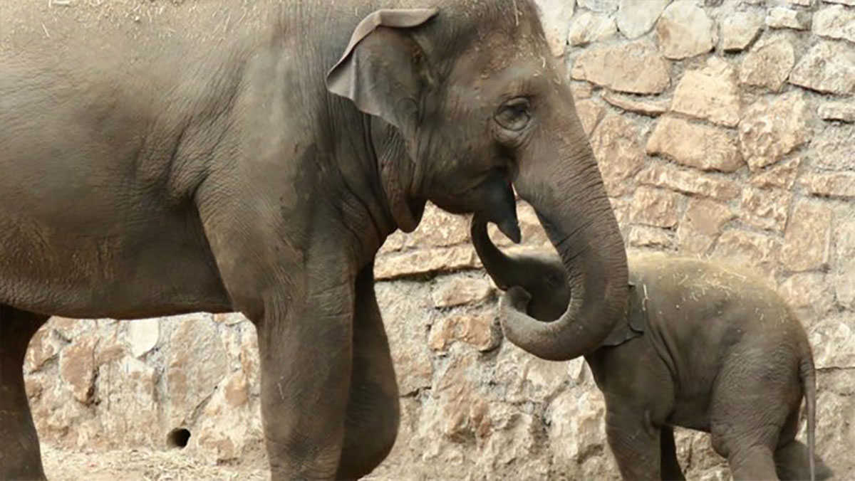 Weeping Elephants Mourn a Lost Baby in a Heartwarming Funeral Procession