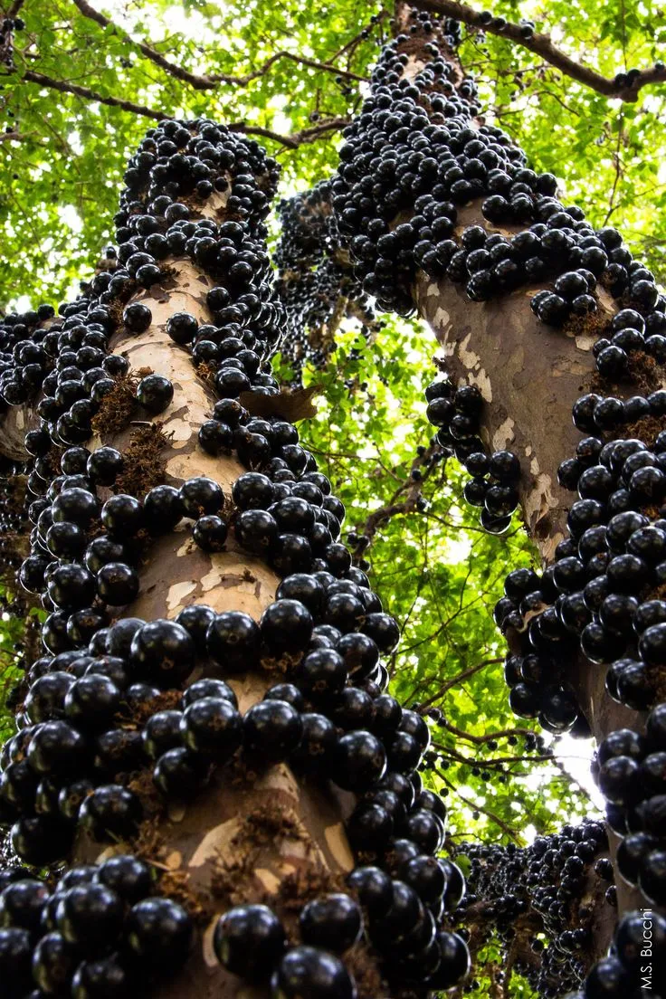 Discover the Surprising Health Benefits of Jabuticaba Fruit