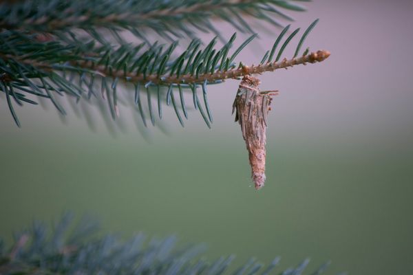 Evergreen Bagworm