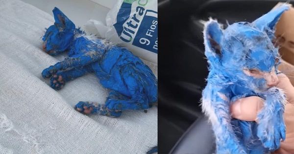Kitten was rescued after being dyed with toxic blue paint