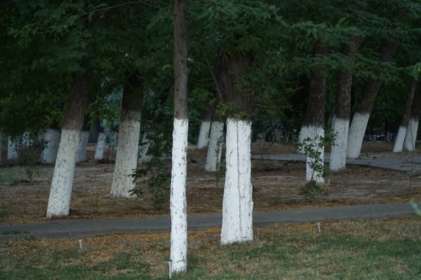 If you spot white-painted trees, you had better know what it means