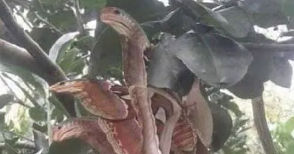 Angry-looking ‘snakes’ spotted lurking in tree, but everything is not as it seems