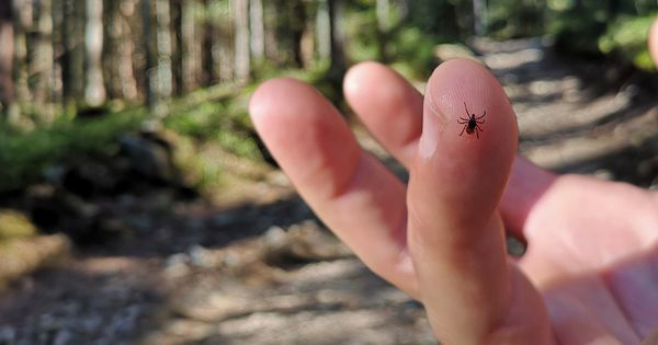 If you find a tick inside your home, here's what you need to know