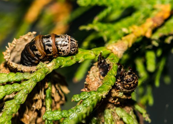 Evergreen Bagworm Lifecycle