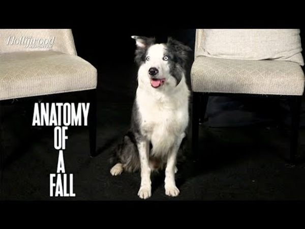 Meet Messi, the Canine Star of “Anatomy of a Fall” Who Stole the Show at the Oscars!