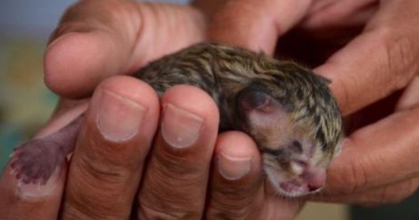 A man was walking home from work and discovered a small animal on the pavement!