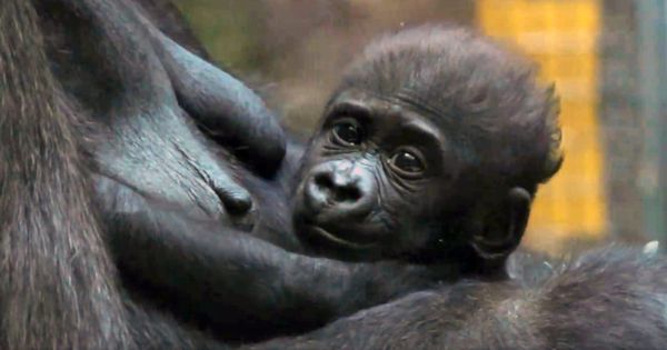 Jameela, a prematurely born gorilla, found a loving surrogate mom after being rejected