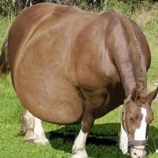 A Strange Case: Horse Refuses to Give Birth