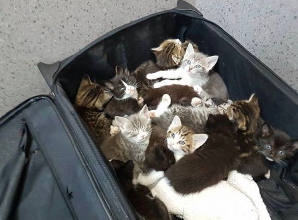 A bag containing 15 abandoned kittens