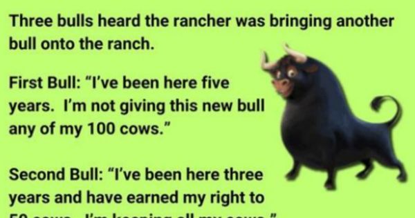 Three Bulls on the Ranch