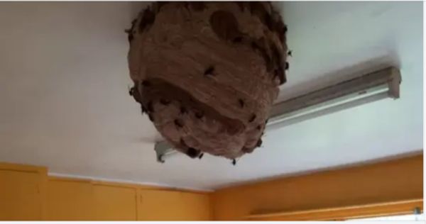 Asian Hornet Nests