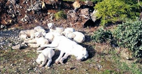 Mama Dog and Her Puppies Found Abandoned in the Woods — A Heartwarming Rescue Story