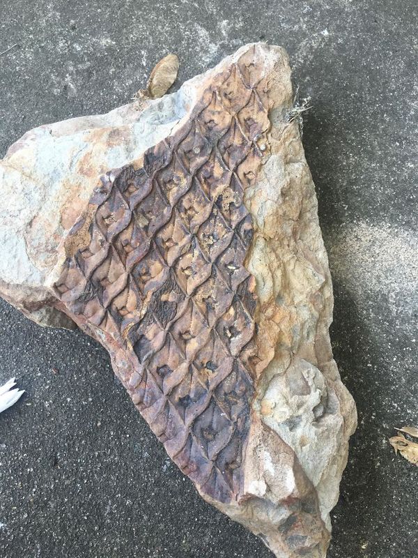 I found a rock on the porch of my new house, turned it around and had this. Is it a fossil?