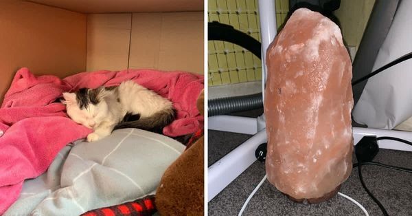 The Hidden Danger of Himalayan Salt Lamps: Protecting Your Furry Friends