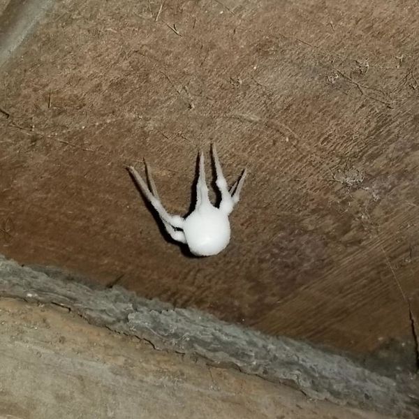 What is this white fluff in my basement? My mother got scared