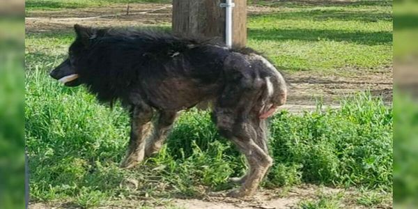 "Werewolf" stood on side of road for months: Then a stranger approaches and realize unimaginable truth