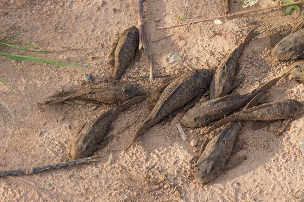 The Miraculous World of the Suckermouth Catfish