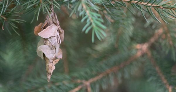 Don’t Ignore the Evergreen Bagworms on Your Tree!