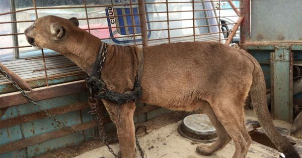 Circus Lion Finds Freedom After 20 Years in Captivity