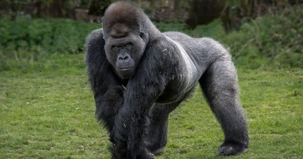 Gorillas at the Zoo: A Lesson in the Birds and the Bees