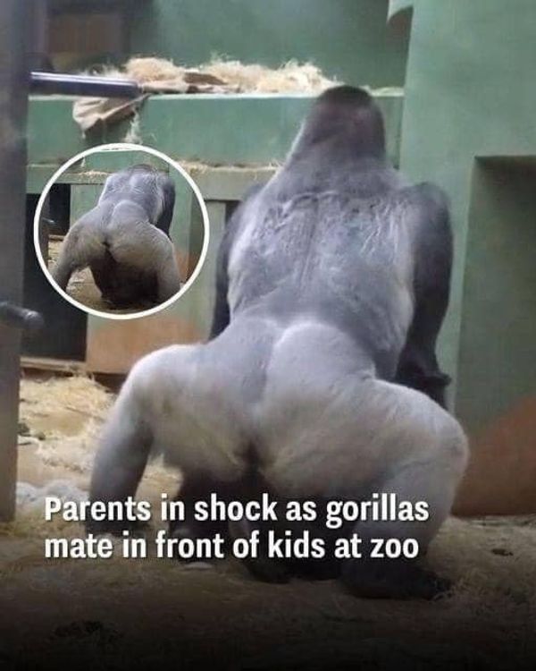 Unpredictable Animal Behavior at the Zoo