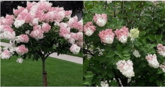 Growing a Hydrangea Tree: Tips and Tricks