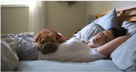 Woman sleeping next to dog