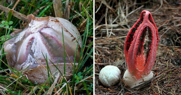 The Hidden Wonders of Nature: Octopus Stinkhorn