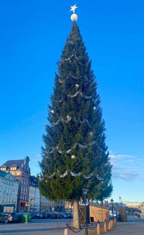 Tallest Christmas tree in Stockholm