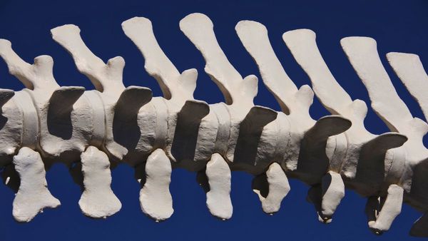 Scientists Reveal Why Humans No Longer Have Tails