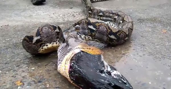 Farmer Discovers Python Stole His Prize Roosters!