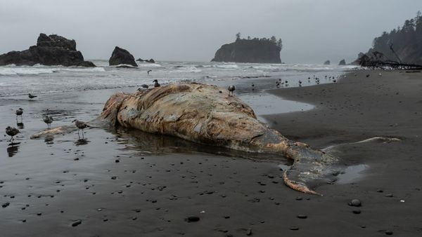 What They Found In The Stomach Of This Sperm Whale Shocked The Entire World