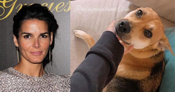 Angie Harmon Takes Legal Action After Her Beloved Dog is Tragically Killed by an Instacart Delivery Driver