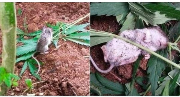 Rodent Finds Relaxation in Cannabis Field
