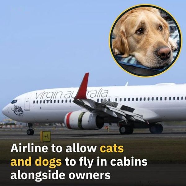 Traveling with Pets: A Positive Change for Travelers