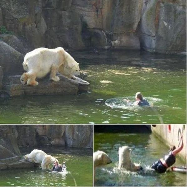 Woman Attacked by Polar Bear at Berlin Zoo