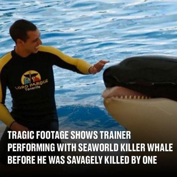 The Tragic Incident that Exposed the Dangers of Orca Training