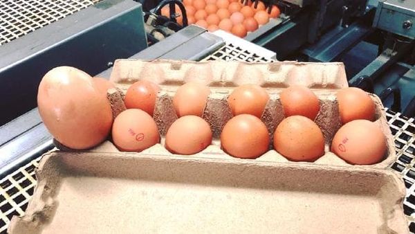 A large egg cracked open to reveal a smaller egg inside