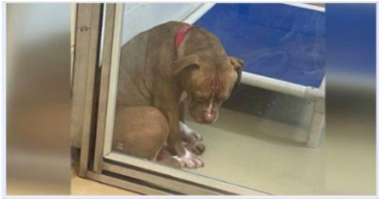 The Lonely Shelter Dog: A Tale of Hope