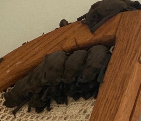 A Surprising Bat Invasion Forces a Georgia Family out of Their Home