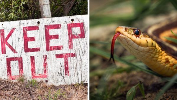 10 Simple Tricks to Keep Snakes Away from Your Yard