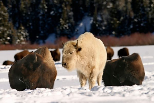 A photo of a white bison