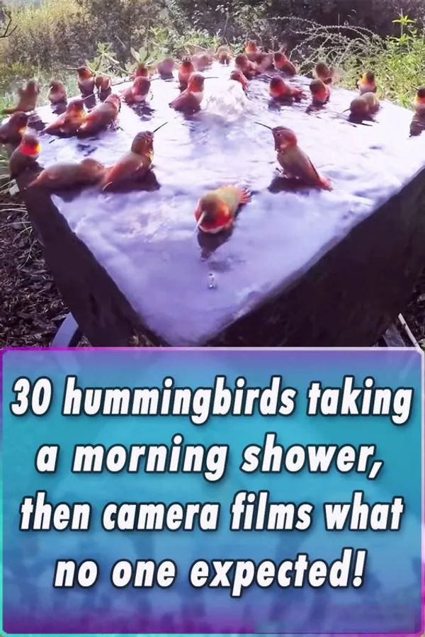 30 Hummingbirds Gather for a Morning Shower