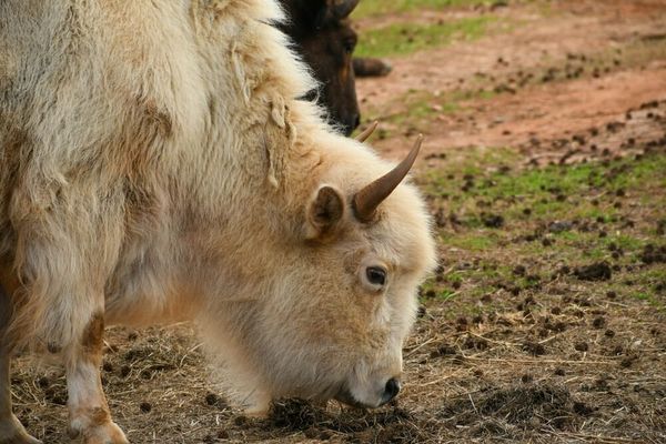 A photo of a white bison