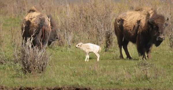 Amazing Sighting: Rare White Bison at Yellowstone National Park