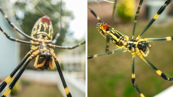 Off The Record: Giant Flying Spiders On Their Way to New York City!