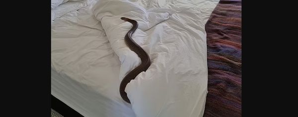 Homeowners Beware: Snakes Invade Bedrooms in Australia