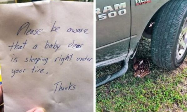 Woman Saves Sleeping Deer With A Note
